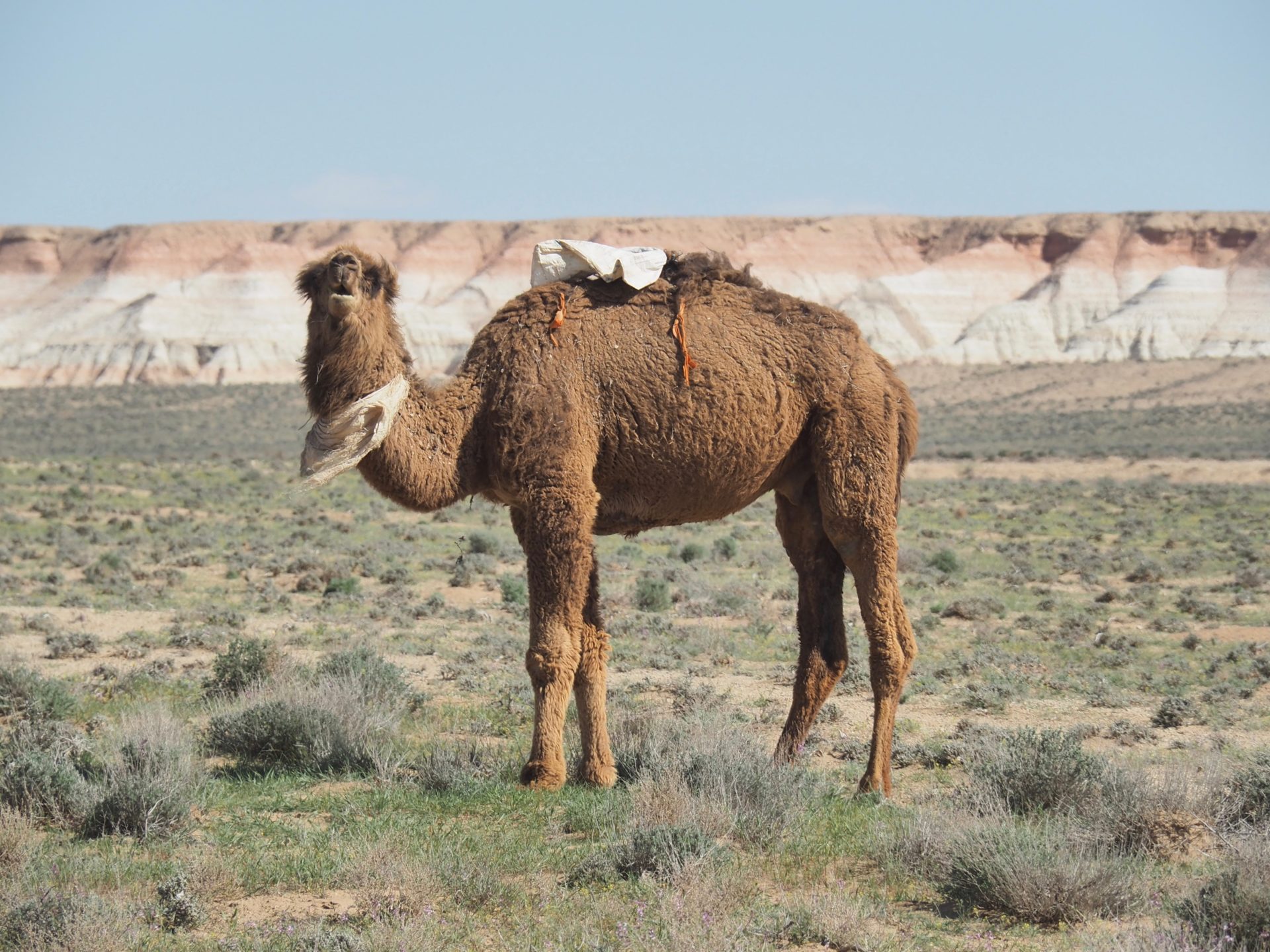 Kamel i Yangykala-dalen, Turkmenistan.