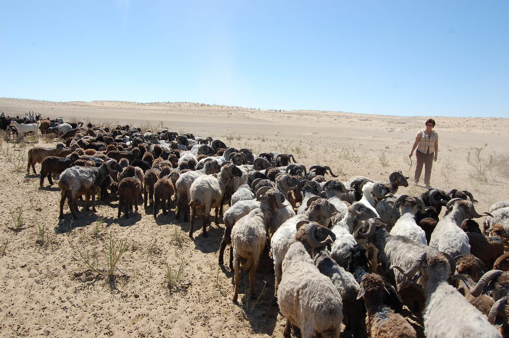 Dyr i Usbekistan.